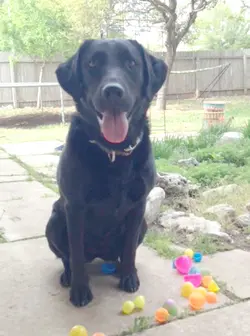 Dakota